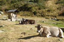 Vaches se reposant près de la source du Travenc.