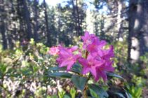 Les sublimes fleurs du rhododendron.