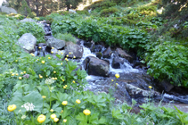 Mégaphorbiaies dans la rivière d´Ensagents.