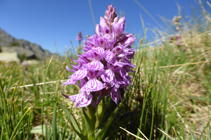 Orchis mâle, orchidée typique des zones humides.