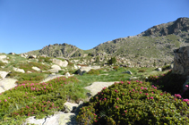 Rhododendrons vers les lacs d´Ensagents.