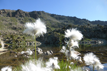 Cotonniers au lac d´Ensagents.