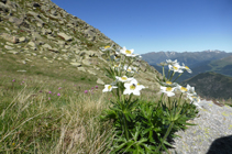 Anémone à feuilles de narcisses au col d´Entinyola.