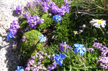 La flore de haute montagne sur le sommet de l´Alt del Griu.