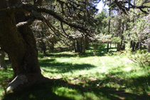 La forêt de Campeà, où le chemin se perd.