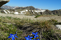 Fleurs de haute montagne.