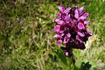 Fleurs de haute montagne.