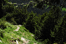 Forêt de pins noirs.