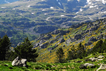 Le genêt colore en jaune les versants les plus ensoleillés de la montagne.