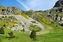 Le genêt recouvre la montagne.