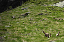 Chamois à Coms de Jan, à l´entrée de la vallée de Ransol.