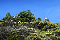 Chamois à Coms de Jan, à l´entrée de la vallée de Ransol.