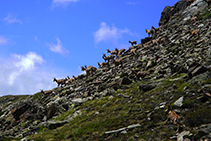 Groupe de chamois.