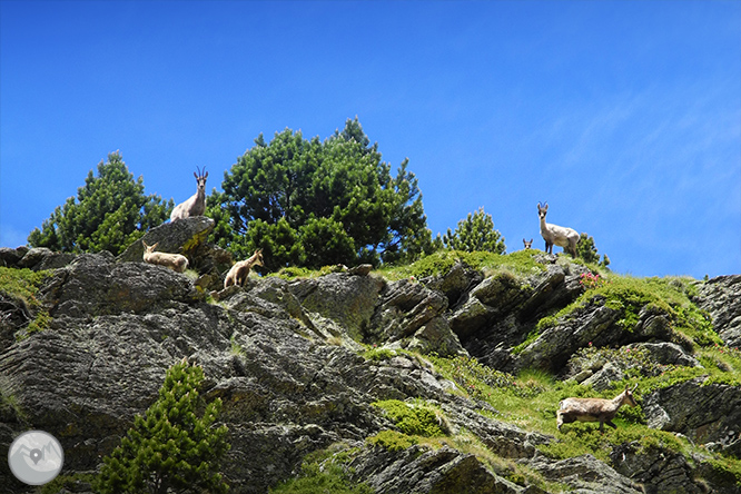 GRP - Étape 5 : Refuge du Juclar - Refuge de Borda de Sorteny 1 