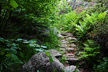 Végétation luxuriante tout autour du chemin.