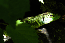 Lézard.