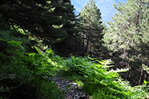 Forêt de pins sylvestres et de fougères.