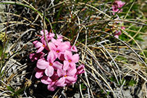 La fleur du berger.