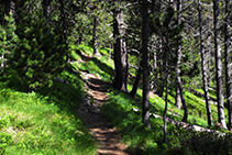 Chemin dans la forêt.