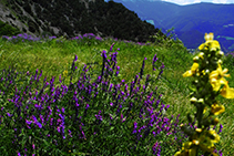 Champs colorés en jaune et en lilas.