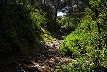 Zone boisée avant d´atteindre le col de Jovell.