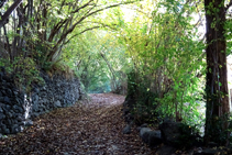 Chemin pavé entre des noisetiers et des peupliers.