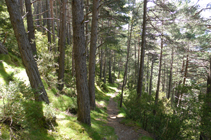 Forêt du versant ombragé de La Gonarda.