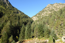 Forêt de sapins en montant vers le Comapedrosa.