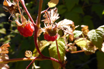 Des framboises sur le chemin vers le refuge de Comapedrosa.