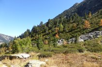 La forêt de pins noirs et de feuillus aux couleurs de l´automne.