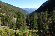 La forêt de sapins au fond de la vallée.