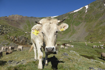 Vaches paissant dans le cirque de Meners.