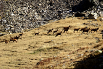 Troupeau sauvage de chamois, une merveille !