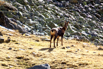 Chamois (<i>Rupicapra rupicapra</i>).