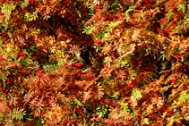 Feuilles de sorbiers des oiseleurs, en plein automne.