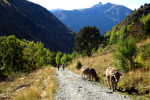 Après le refuge de Sorteny, nous descendons facilement par la piste jusqu´au parking du Parc naturel.