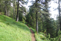 Forêt de pins noirs.