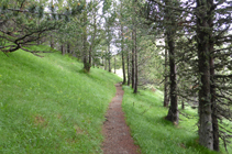 La forêt de pins noirs.