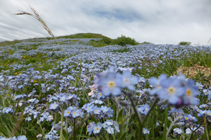 Un beau pré alpin de myosotis en arrivant au sommet.