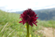 La nigritelle noire, une orchidée typique des prés qui fleurit en été.