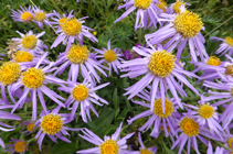 <i>Aster alpinus</i>, une jolie fleur typique des prés au substrat calcaire.