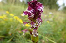 L´orchis brûlé, une autre espèce typique des prés.