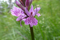 L´orchis mâle, une autre orchidée que nous pouvons trouver sur notre parcours.