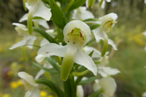 La platanthère, une belle orchidée aux fleurs qui sentent bon la vanille.