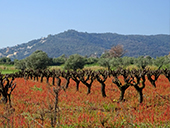 Puig Cargol et la plaine de Calonge