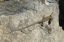 Lézard prenant un bain de soleil.