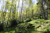 Forêts de bouleaux à la source Freda.