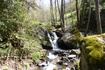 Forêt riveraine à la rivière de Llumeneres.