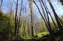 Forêt riveraine à la rivière de Llumeneres.