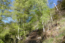 Des bouleaux sur le chemin de Sant Serni.